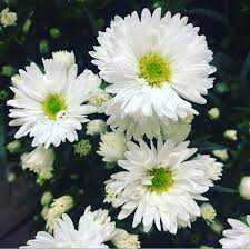 White Aster Aster Aster Flower Order Flowers Online Wholesale Flowers Aster Flower Wholesale Flowers White Lotus Flower