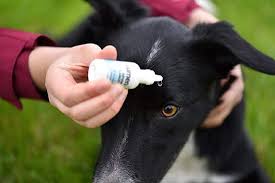 Apr 03, 2019 · how to give a challenging dog eye drops. Best Eye Drops For Dogs With Cataracts Dry Eyes Infections Allergy