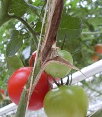Image result for tomato seedling botrytis