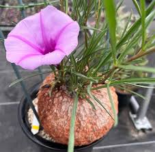 Image result for Ipomoea bolusiana