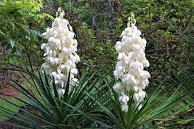 Check spelling or type a new query. How Big Does A Yucca Grow By Type Of Yucca Garden Tabs