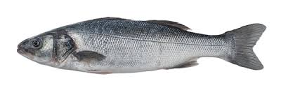 Sea Bass Farmed In Greece | Fresh Fish | Mare Magnum