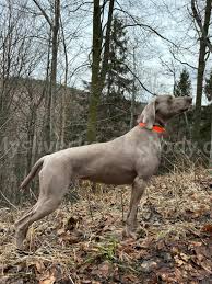 Image result for výmarský krátkosrstý ohař