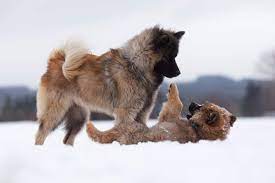 The eurasier is a majestic dog. Eurasier Wesen Charakter Und Haltung Der Hunderasse