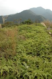 Image result for Kwai Tau