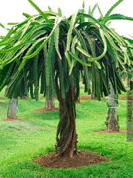 Move the cactus farther from windows during the winter to protect it from cold drafts. Giant Red Dragon Fruit Cactus Plant Kens Nursery