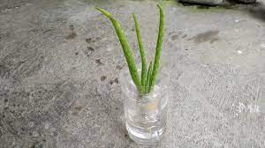 In the winter you'll want to keep the watering to about once every two months. How To Grow Aloe Vera In Water Keep Aloe Vera Fresh For Long Time Youtube