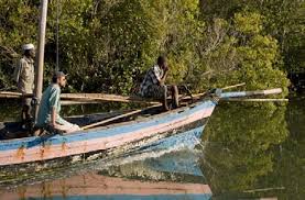 Image result for Buchnerodendron lasiocalyx