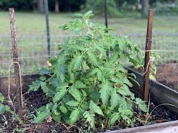 We did not find results for: Troubleshooting Tomato Plant Problems With Joe Lamp L The Beginner S Garden
