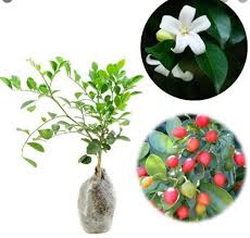 Setelah mati pun, puteri kuning masih memberikan kebaikan. Cara Menanam Tanaman Kemuning Di Pekarangan Rumah