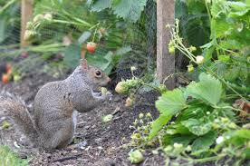 We did not find results for: 11 Easy Ways To Keep Squirrels From Eating Your Tomatoes My Backyard Life