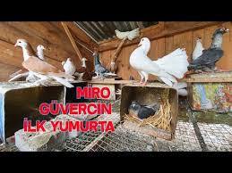 Yavru Guvercin Ucmaya Nasil Alistirilir Youtube