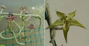 Image result for Ceropegia gracilior