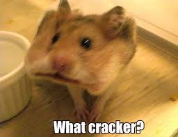 Daily Fact I Learned From The Tv Message Board Gratuitously Cute Thread Funny Hamsters Cute Hamsters Hamster