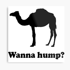 However, the kangaroo rat is said to have adaptations that would see them last longer than camels without water. The Camel Called He Wants His Toe Back Metal Print By Bawdy Redbubble