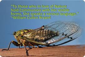 Cicada Meaning And Cicada Symbolism Animal Symbolism Cicada Animal Spirit Guides