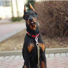 doberman