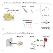 Check spelling or type a new query. Defining The Adult Neural Stem Cell Niche Proteome Identifies Key Regulators Of Adult Neurogenesis Sciencedirect