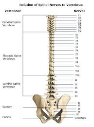 Bones, discs, and joints in your lower back. Spinal Nerves Cervical Thoracic Lumbar Sacral Coccyxgeal Anatomy Bones Spinal Nerve Medical Anatomy