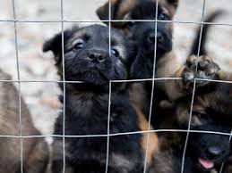 We did not find results for: Horrible 100 Puppy Mills List Includes Ohio Cleveland Oh Patch