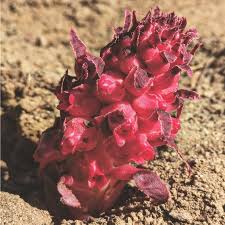 Image result for Sarcophyte sanguinea