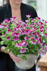 Check spelling or type a new query. Geranium De Koningin Van De Balkonplanten Groenvandaag