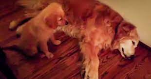 This Puppy Consoles The Older Dog Through A Nightmare Sf Globe Dog Shaking Old Golden Retriever Big Dogs