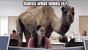 Hump day pic dump to pull you through. Happy Hump Day Camel Gif Happyhumpday Camel Discover Share Gifs