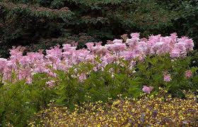 Filipendula Oakridge Greenhouse Garden Centre Pink Perennials Architectural Plants Greenhouse Gardening