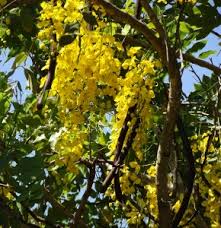 Check spelling or type a new query. Flowering Trees Of Australia Mike S Garden Top 5 Plants
