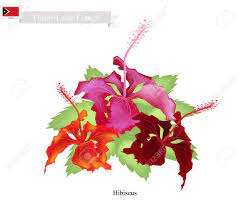 Free Free 125 National Flower Of Svg SVG PNG EPS DXF File