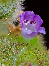 Image result for Nelsonia canescens