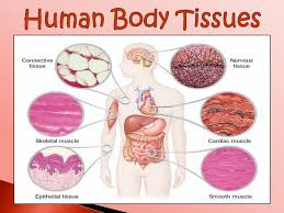 The human body is one complex network, universally accepted as the most intriguing construct. Diagram Diagram Of Body Tissues Full Version Hd Quality Body Tissues Diagramthefall Roofgardenzaccardi It