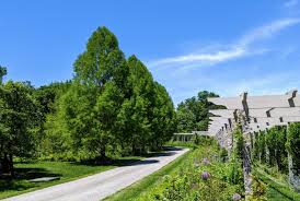 The bald cypress tree grows to enormous heights, and may be as tall as 150 feet, with a lifespan of more than 200 years. Pruning The Bald Cypress The Martha Stewart Blog