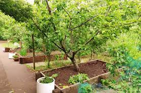 Dabei wachsen die bäumchen an einer mauer obst frisch vom baum gepflückt, schmeckt immer noch am besten. Das Grune Archiv Gartenobst Infos Zu Obstpflanzen Fur Den Garten
