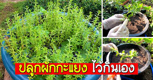 Post navigation ← previous next → 'มนต์รักหนองผักกะแยง' ปล่อยเพลงติดหู 'อีสานบ้านเฮา' และ 'มาเด้อขวัญเอย' #sootinclaimon.com à¸›à¸¥ à¸à¸œ à¸à¸à¸°à¹à¸¢à¸‡ à¹„à¸§ à¸ à¸™à¹€à¸­à¸‡ Me Panya