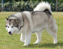 Also known for its brook trout, it is not uncommon to see bridges lined with fisherman in early spring each year. Dog Alaskan Malamute For Sale