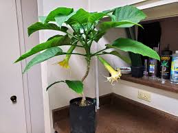 Image result for Brugmansia