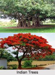 Image result for Pentanema indicum