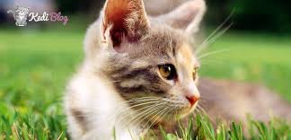 Kedilerde Gorulen Kulak Hastaliklari Ve Cozumleri Kedi Blog