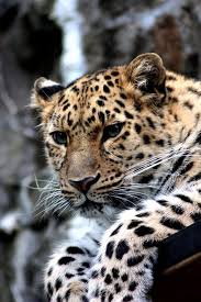 300 Besten Leopard Fotos 100 Kostenloser Download Pexels Stock Fotos