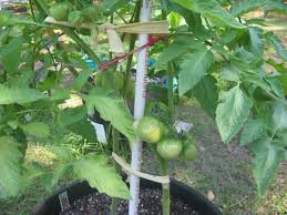 First, we need to address the fact that there are so many different kinds of beans! How To Grow Lots Of Green Beans In Containers Dengarden