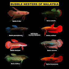 Malaysia Punya Betta Bubble Nester Wild Betta Johor Facebook