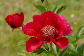Check spelling or type a new query. 15 Varieties Of Red Flowers To Consider For Your Garden