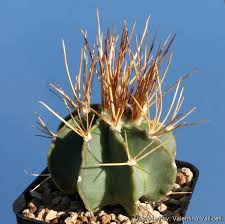 Image result for Biophytum crassipes