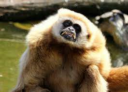 The Angry Monkey Weird Animals Animals Wild Beautiful Creatures
