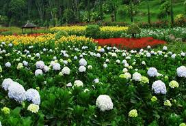 Taman bunga nusantara adalah taman bunga terbesar yang ada di jawab barat, bahkan mungkin di indonesia. Keindahan Taman Bunga Selecta Yang Mirip Dengan Di Eropa