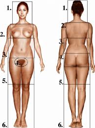 Maybe you would like to learn more about one of these? Female Images Were Divided Into Six Anatomical Regions In Order To Download Scientific Diagram