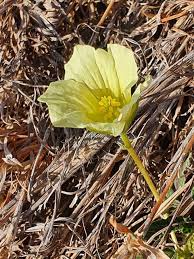 Image result for Monsonia senegalensis