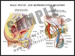 Evolutionary scientists believe this stems from man's hunter roots, as a leaner pelvis made running easier. Male Pelvic Anatomy S A Medical Graphics